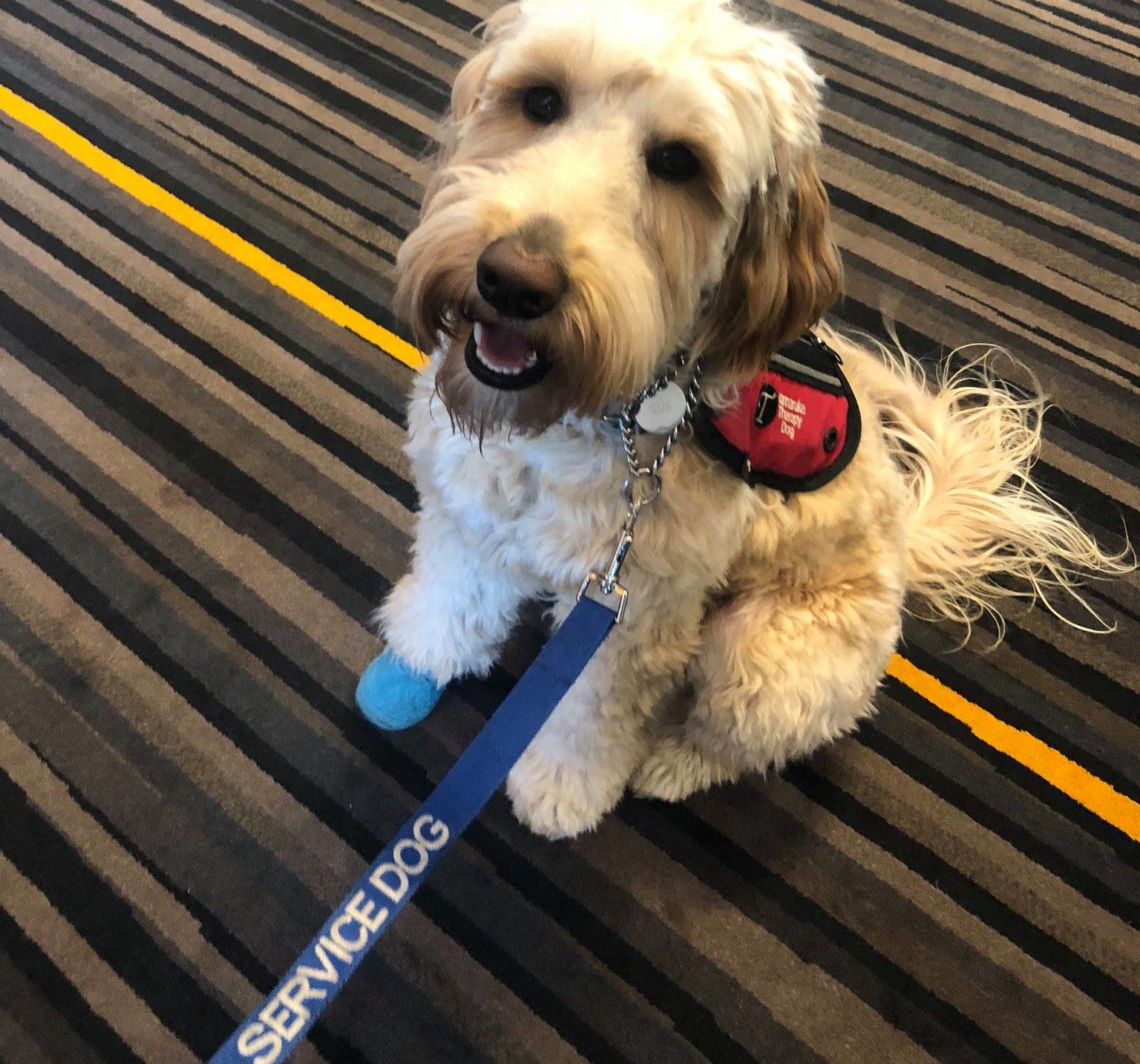 A photo of a small white service dog sitting down with a leash.